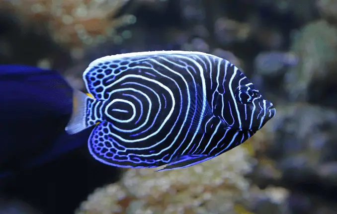 Juvenile emperor angelfish