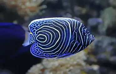 13 Most Popular Colorful Fish
