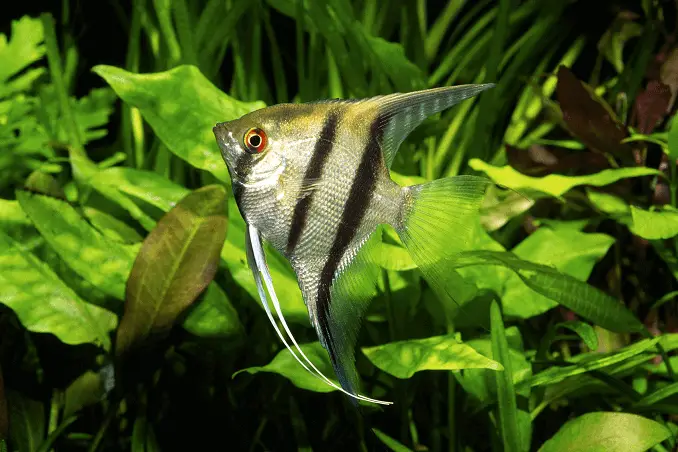 What Makes The Perfect Cichlid Tank Fishkeeping World What Makes The Perfect Cichlid Tank Fishkeeping World