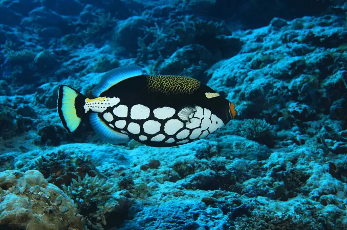 Clown Triggerfish