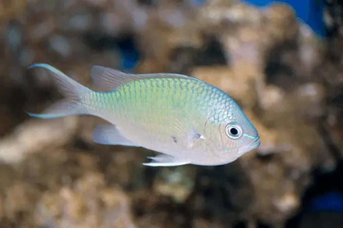 Green Chromis Apperance