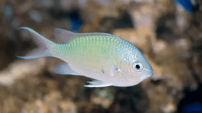 Green Chromis Care Guide, Reef Compatibility, Diet and More Banner