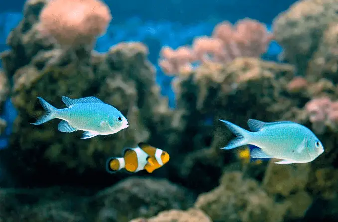 Green Chromis Compatibility