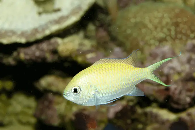 Green Chromis