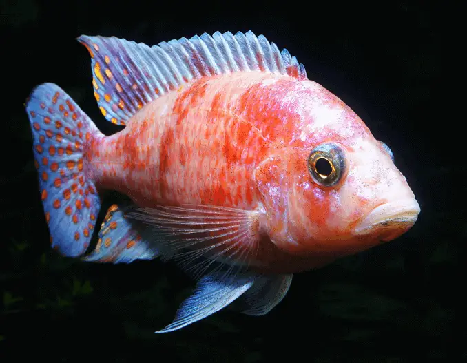 Peacock cichlid swimming in the darkness of its tank