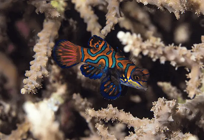 Striped Mandarinfish