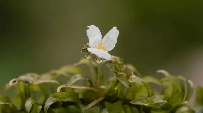 Anacharis Flower
