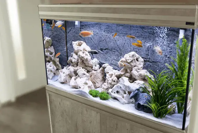 Aquarium avec cichlidés