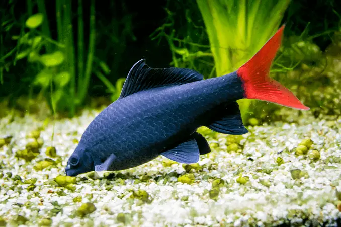 A female red tail shark swimming in a planted tank