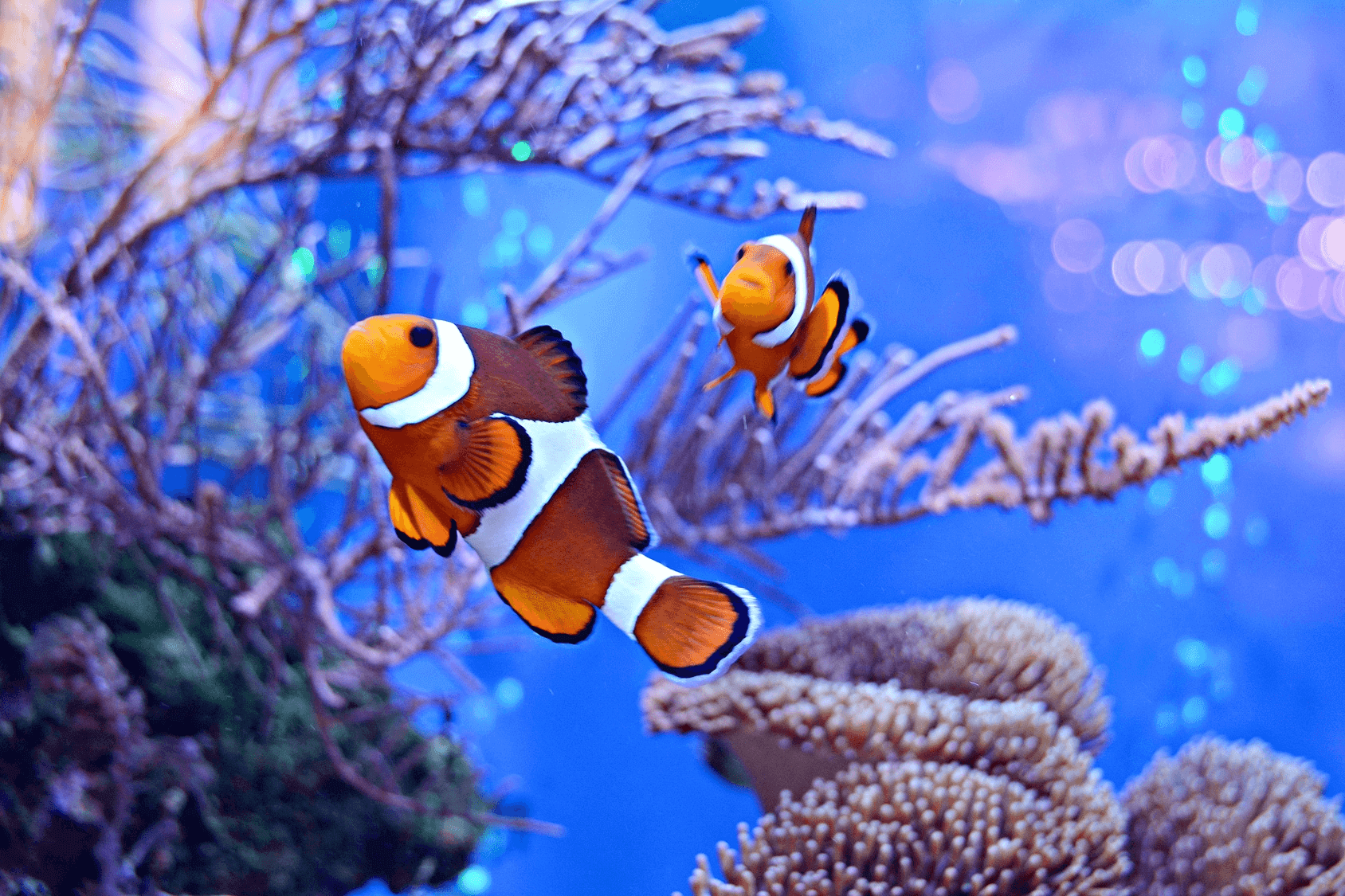 How Do Fish Mate The Ultimate Guide Fishkeeping World How Do Fish Mate The Ultimate Guide Fishkeeping World