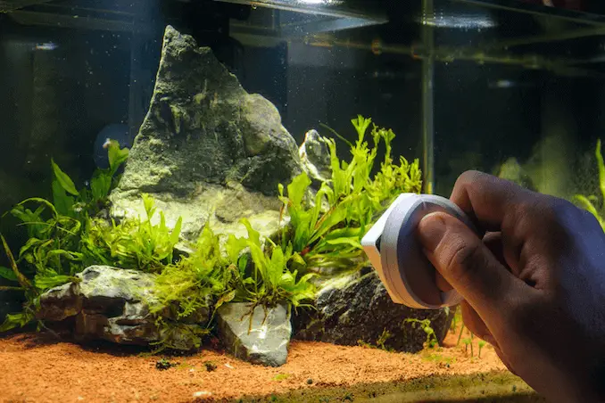 How To Clean A Fish Tank In Five Easy Steps Fishkeeping World