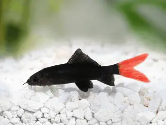 Red Tail Shark Tankmates, Care Guide and More Banner