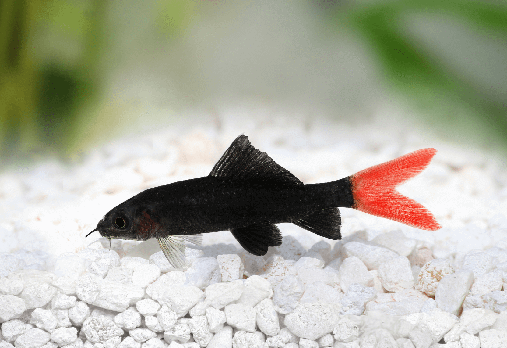 Red Tail Shark: Tankmates, Care Guide 