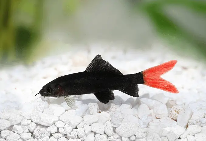 A red tail shark swimming near the substrate in its tank