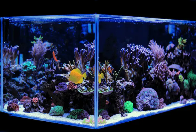 How To Clean A Fish Tank In Five Easy Steps Fishkeeping World