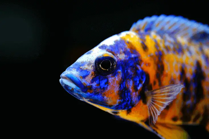 African peacock cichlid resting in a dark, planted aquarium