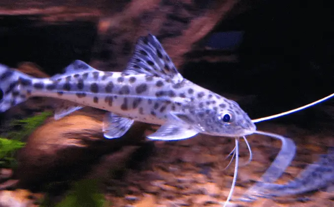 Apparition du poisson-chat Pictus