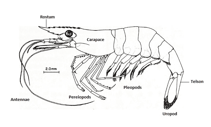Ghost shrimp body diagram