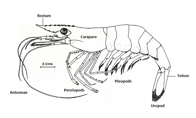 palaemonetes paludosus betta