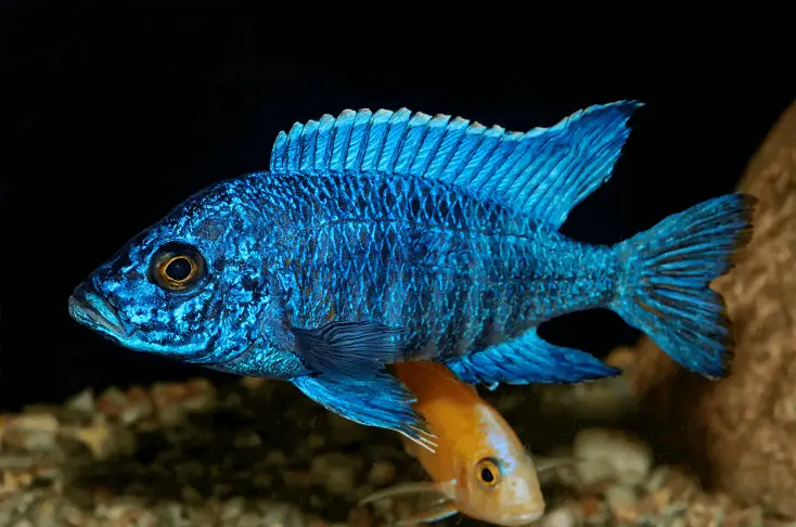 An Aulonocara fish (peacock cichlid) swimming with a tank mate near the substrate 