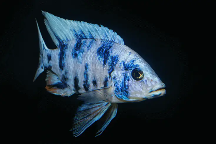 A beautiful peacock cichlid swimming in the darkness of its aquarium