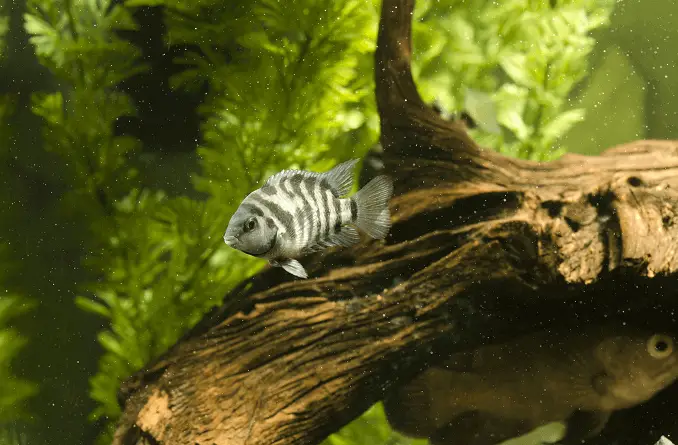 Black Convict Cichlid