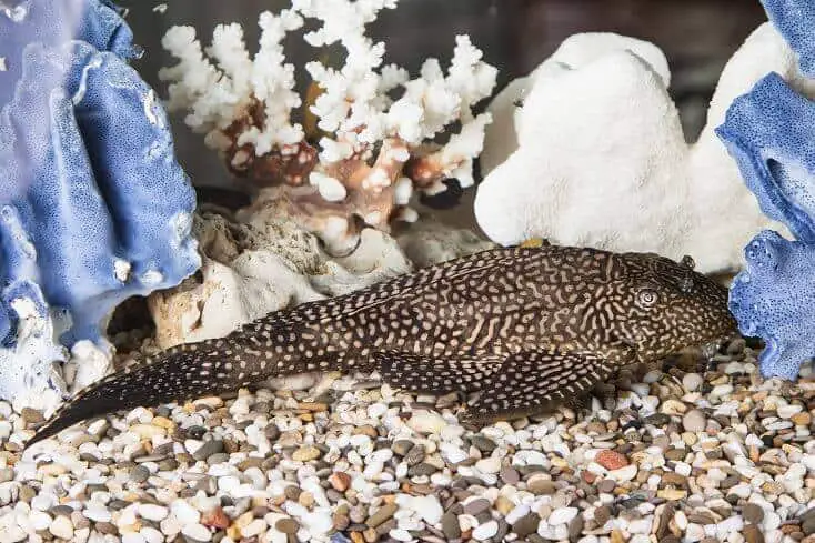 A common pleco lying on the bottom of its tank