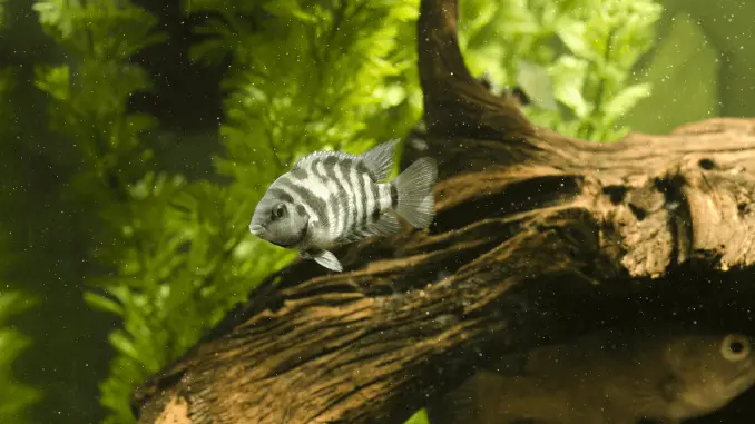 Convict Cichlid Black, Pink, Tankmates and More Banner