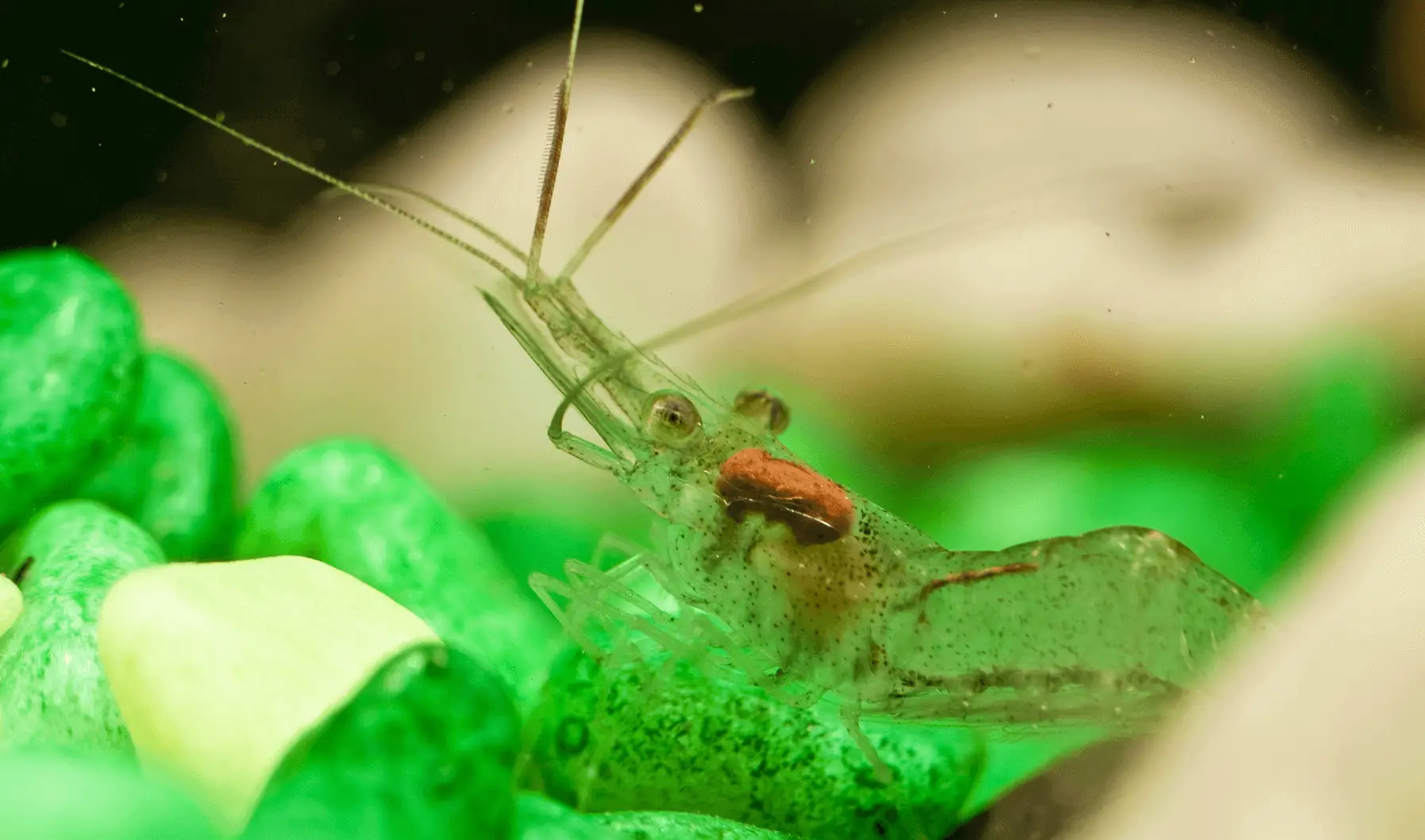 Ghost Shrimp Care Guide & Species Profile | Fishkeeping World