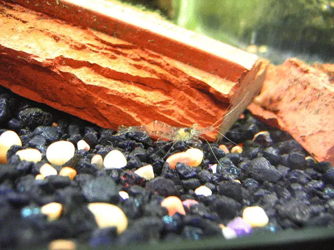 Ghost shrimp swimming near wood in decorated tank