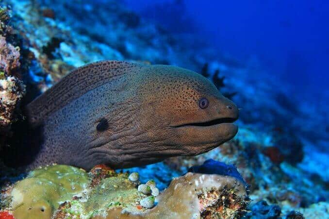 Moray Saltwater Eel - Complete Aquarium Care Guide 2021 | Fishkeeping World