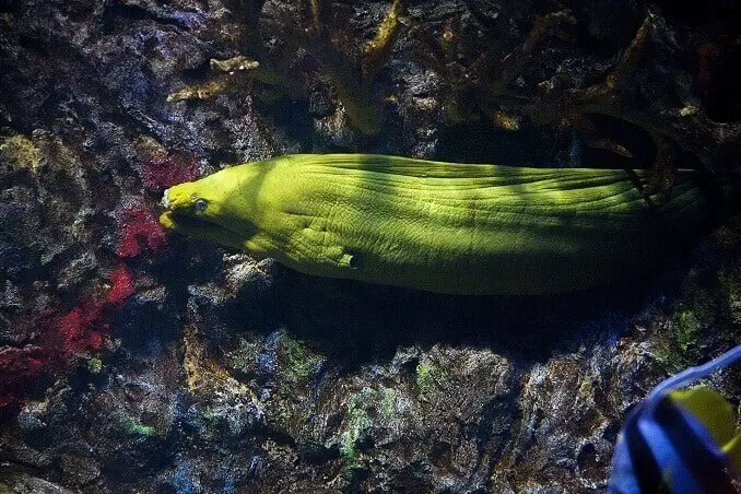 Green Moray Eel