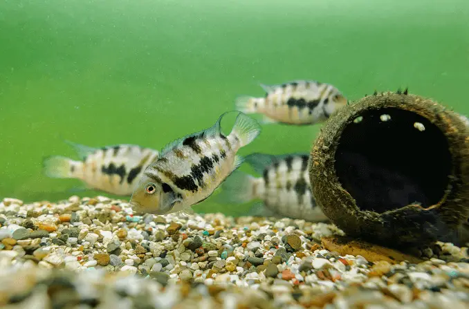Group of Convict Cichlid