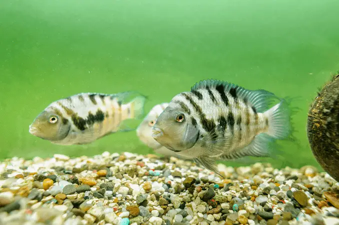 Male and Female Convict Cichlid