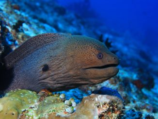 Moray Eel Care Guide Size, Habitat and Lifespan Banner