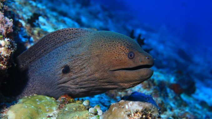 Moray Eel Care Guide Size, Habitat and Lifespan Banner