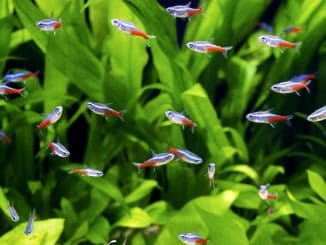 Neon Tetra Complete Care Guide Banner