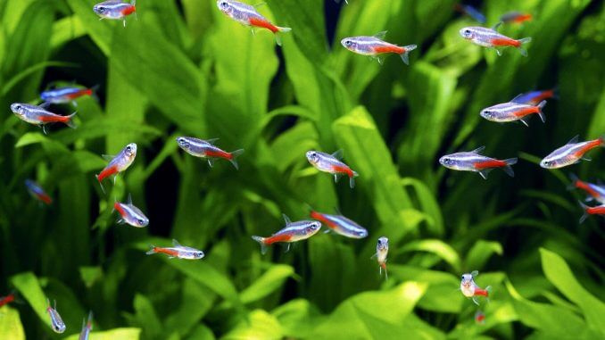 Neon Tetra Complete Care Guide Banner