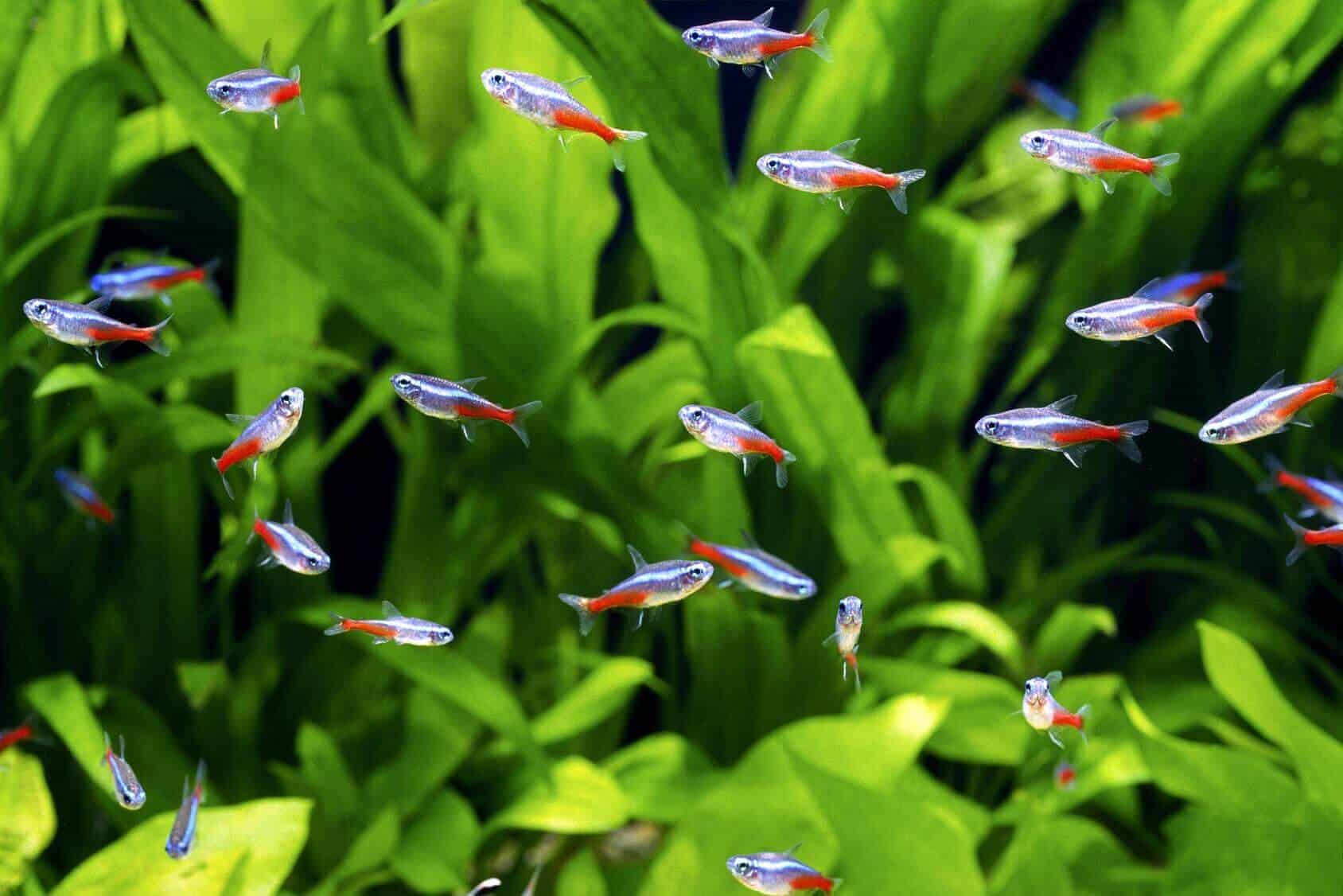 Neon Tetra Complete Care Guide 2020 