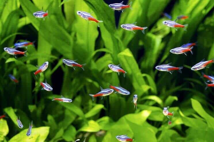 neon tetra fish