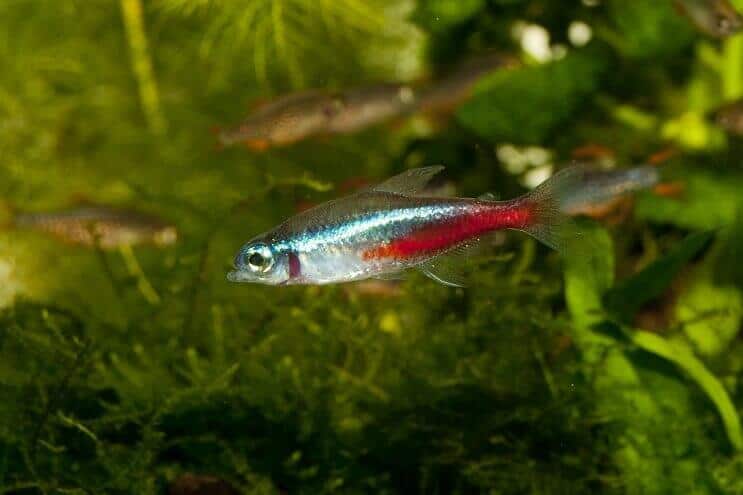 Several neon tetras swimming in a planted tank