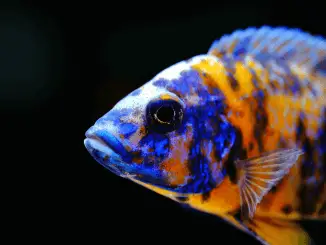 Peacock Cichlid Varieties, Care Guide, Tank Mates and More Banner