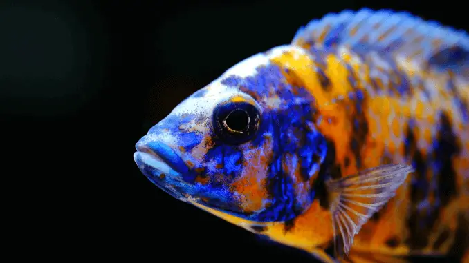 Peacock Cichlid Varieties, Care Guide, Tank Mates and More Banner