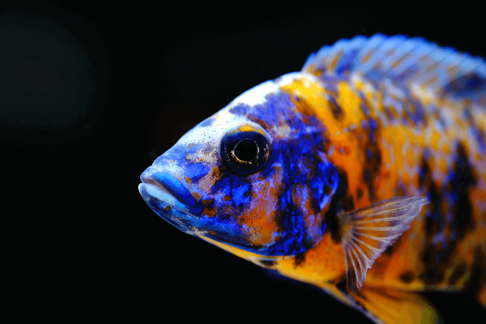 beautiful cichlid fish