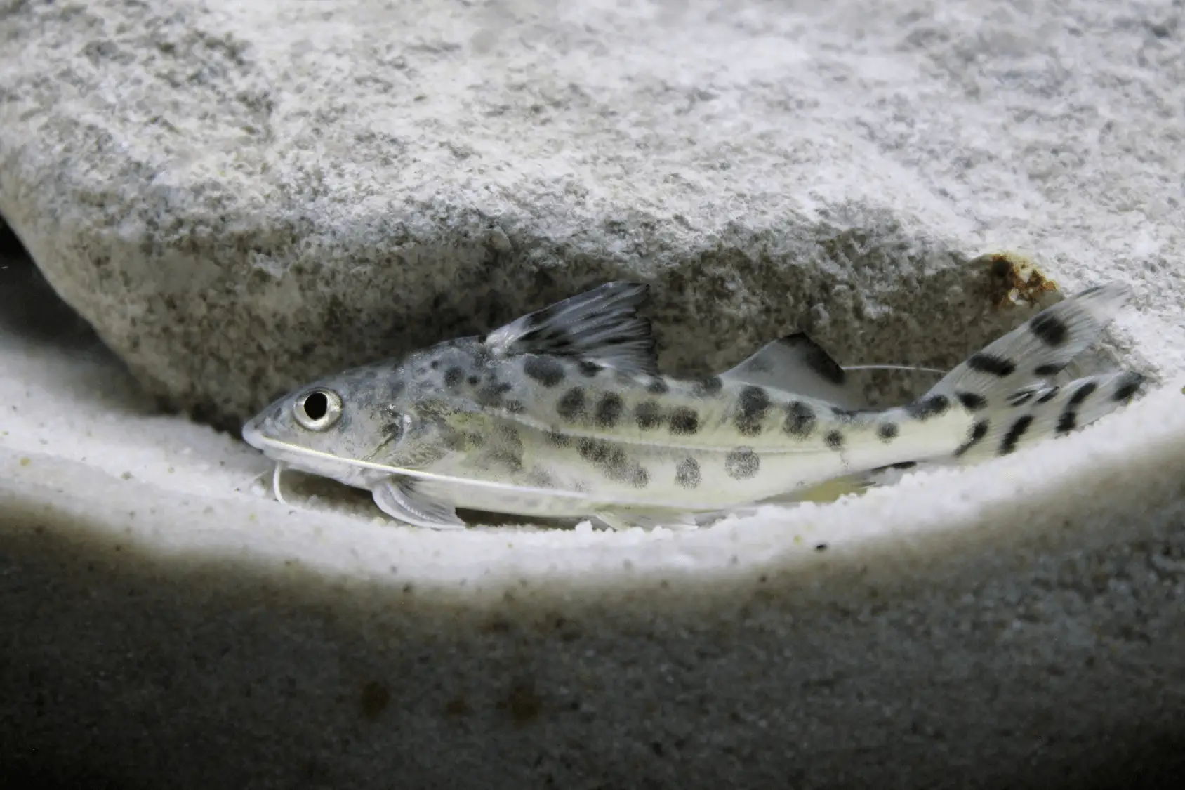 Pictus Catfish Care & Species Profile.