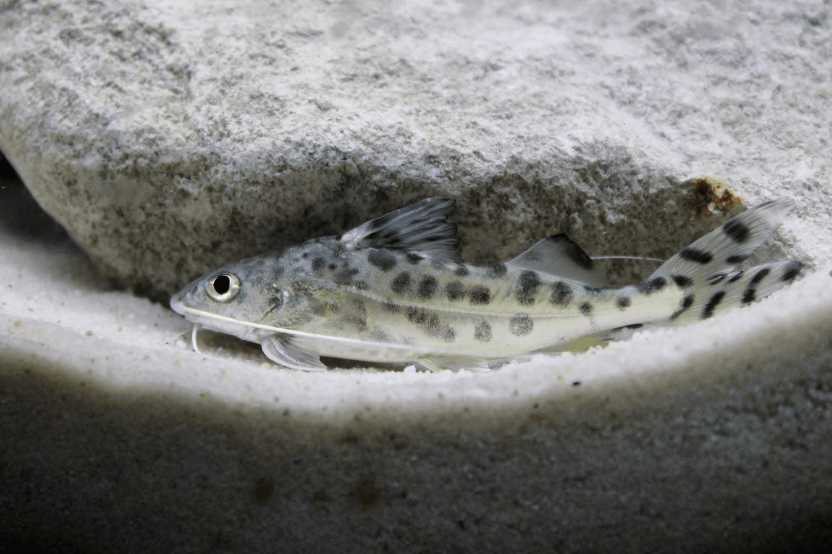 Pictus Catfish Care Guide  Aquarium catfish, Freshwater aquarium fish,  Catfish