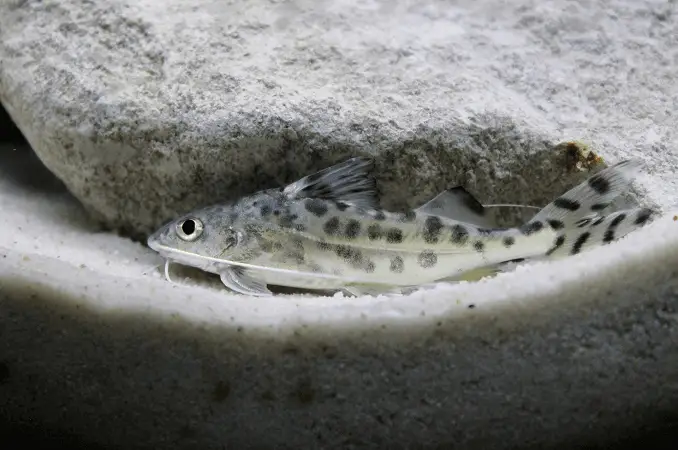 Pictus Catfish Swimming