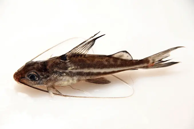 Pictus Catfish