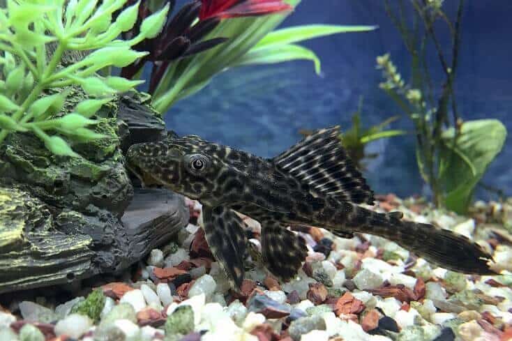 A young pleco swimming near the substrate in its tank