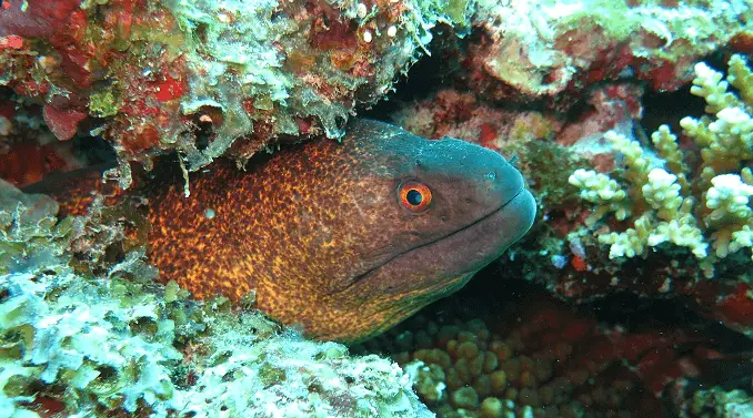 Yellow Margin Moray Eel